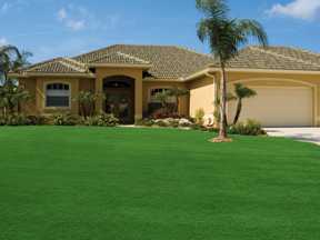 lush lawn in front of house with palm tree