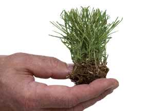 a hand holding a single zoysia grass plug