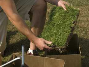 man unpacking and displaying a piece of sod with 150 plugs